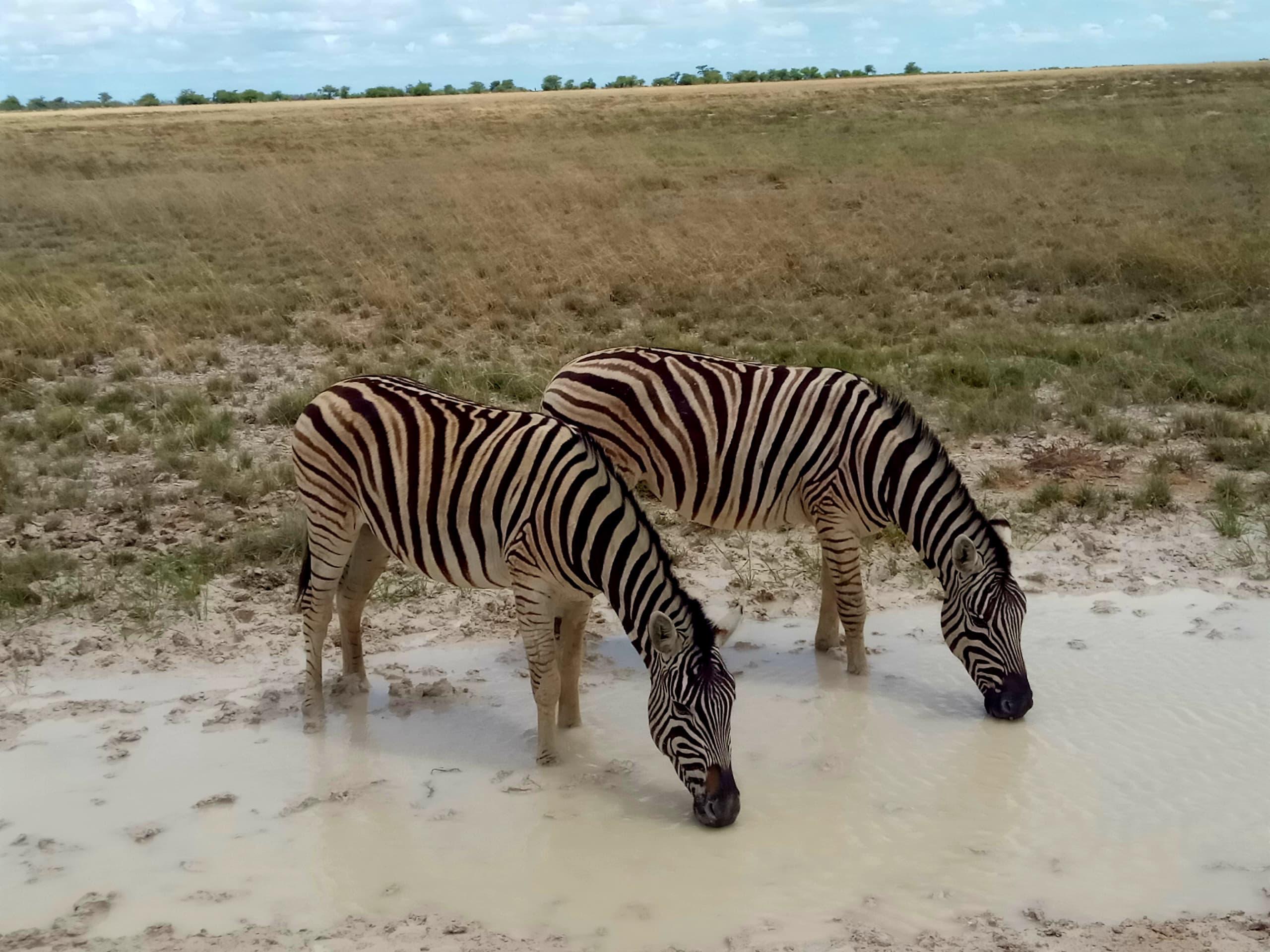 Wildlife in Etosha
