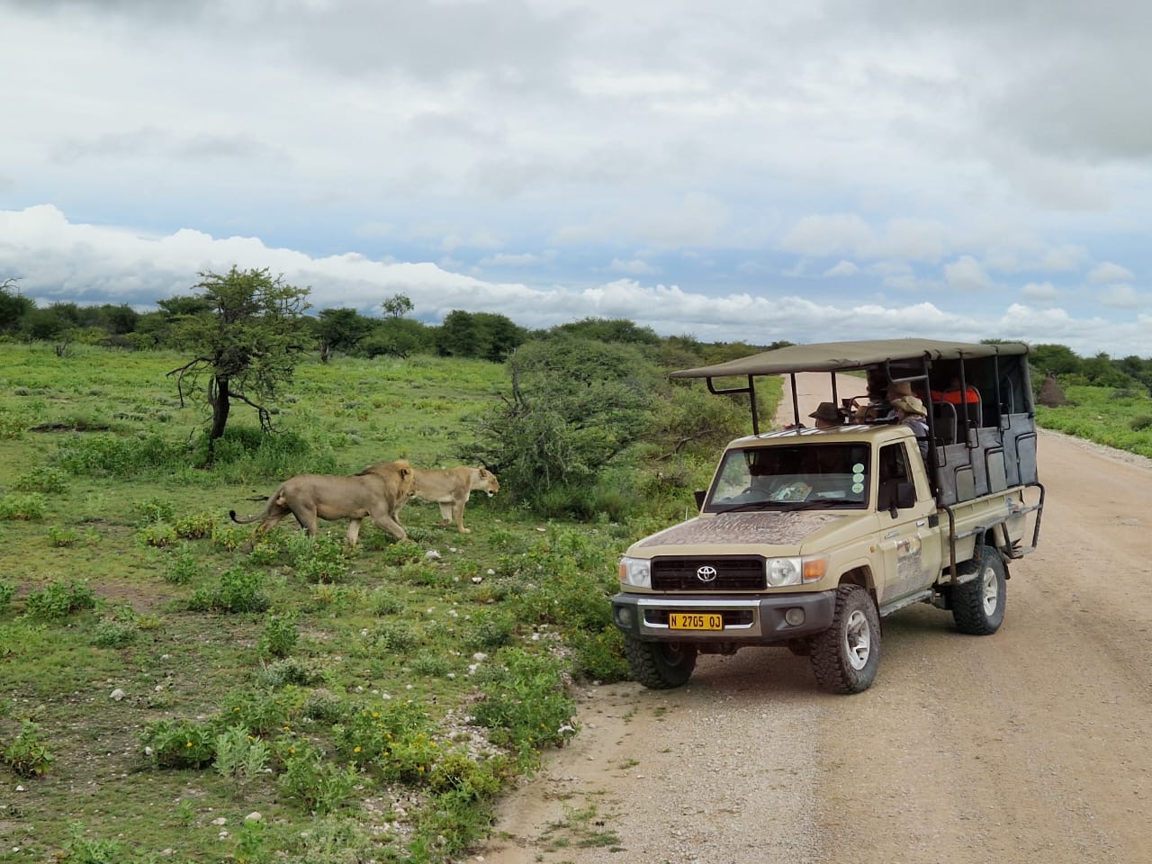 Guests on safari