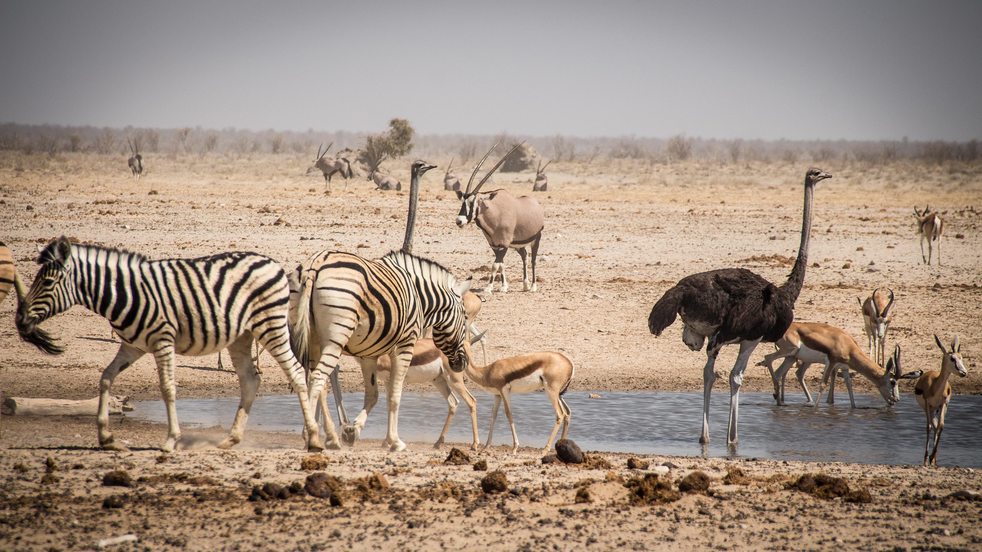 Namibian wildlife